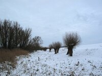 EST, Laanemaa, Haapsalu 10, Saxifraga-Bart Vastenhouw