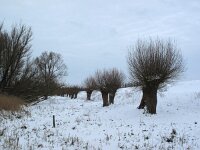 EST, Laanemaa, Haapsalu 9, Saxifraga-Bart Vastenhouw