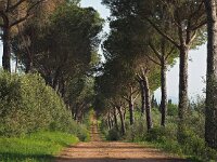 I, Grosetto, Massa Marittima, Valpiana 1, Saxifraga-Hans Dekker