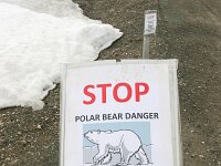 NO, Spitsbergen, Ny-Alesund 4, Saxifraga-Bart Vastenhouw