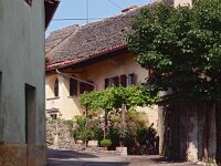 SLO, Primorska, Komen, Stanjel 3, Saxifraga-Hans Dekker