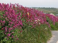 GB, Cornwall, Perranporth 1, Saxifraga-Foto Fitis-Sytske Dijksen