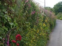 GB, Cornwall, St Agnes 1, Saxifraga-Foto Fitis-Sytske Dijksen