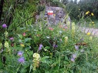 I, Belluno, Val di Zoldo, Monte Pelmo 1, Saxifraga-Foto Fitis-Sytske Dijksen