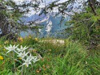 I, Belluno, Valle di Cadore, Monte Rite 1, Saxifraga-Foto Fitis-Sytske Dijksen