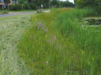 NL, Drenthe, Hoogeveen 15, Saxifraga-Hans Dekker