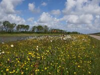 NL, Noord-Holland, Texel, De Bol 8, Saxifraga-Foto Fitis-Sytske Dijksen