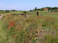 NL, Noord-Holland, Texel, De Hooge Berg 35, Saxifraga-Foto Fitis-Sytske Dijksen