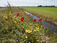NL, Noord-Holland, Texel, Hemmerkooi 14, Saxifraga-Foto Fitis-Sytske Dijksen