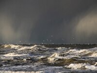 NL, Noord-Holland, Snow showers, Texel 118, Saxifraga-Foto Fitis-Sytske Dijksen