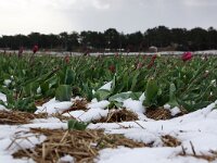 NL, Noord-Holland, Snow, Texel 109, Saxifraga-Foto Fitis-Sytske Dijksen