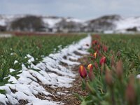 NL, Noord-Holland, Snow, Texel 110, Saxifraga-Foto Fitis-Sytske Dijksen