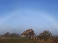 NL, Noord-Holland, Texel,  Den Hoorn 1, Saxifraga-Foto Fitis-Sytske Dijksen