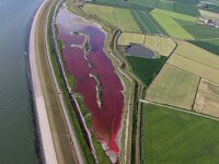 NL, Noord-Holland, Texel, Pink coloured by Dunaliella salina and Oxyrhis marina, Wagejot 13, Saxifraga-Foto Fitis-Sytske Dijksen