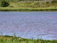 NL, Noord-Holland, Texel, Red coloured by Oxyrrhis marina, Wagejot 9, Saxifraga-Foto Fitis-Sytske Dijksen