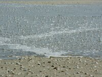 NL, Noord-Holland, Texel, Rising tide, De Hors 198, Saxifraga-Foto Fitis-Sytske Dijksen