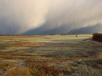 NL, Noord-Holland, Texel, Snow showers, De Hemmer 1, Saxifraga-Foto Fitis-Sytske Dijksen