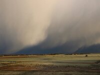 NL, Noord-Holland, Texel, Snow showers, De Hemmer 2, Saxifraga-Foto Fitis-Sytske Dijksen