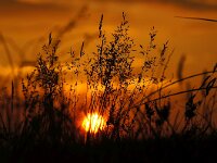 NL, Noord-Holland, Texel, Sunset, Bollekamer 61, Saxifraga-Foto Fitis-Sytske Dijksen