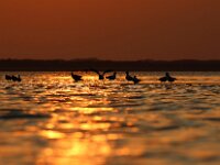 NL, Noord-Holland, Texel, Sunset, Mokbaai 31, Saxifraga-Foto Fitis-Sytske Dijksen