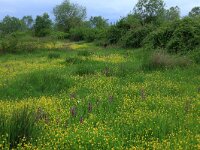 AL, Shkoder, Malsi e Madhe, Koplik 11, Saxifraga-Hans Boll
