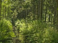 B, Limburg, Bocholt, Lozerheide 3, Saxifraga-Jan van der Straaten