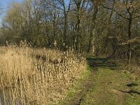 B, Limburg, Kinrooi, Abeek 9, Saxifraga-Jan van der Straaten