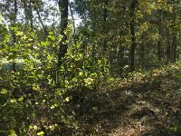 B, Limburg, Kinrooi, Basdonk 2, Saxifraga-Jan van der Straaten