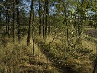 B, Limburg, Kinrooi, Basdonk 5, Saxifraga-Jan van der Straaten