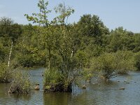 B, Limburg, Kinrooi, Lozerheide 17, Saxifraga-Marijke Verhagen