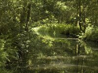 B, Limburg, Kinrooi, Lozerheide 5, Saxifraga-Marijke Verhagen