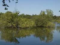 B, Limburg, Kinrooi, Lozerheide 8, Saxifraga-Marijke Verhagen