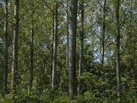 B, Limburg, Kinrooi, Nieuwe Lossing 3, Saxifraga-Marijke Verhagen