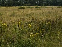 B, Limburg, Kinrooi, Smeetshof 37, Saxifraga-Jan van der Straaten