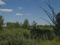 B, Limburg, Kinrooi, Zig 20, Saxifraga-Marijke Verhagen