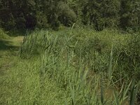 B, Limburg, Kinrooi, Zig 24, Saxifraga-Marijke Verhagen