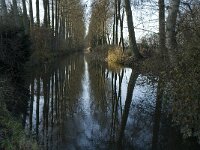 B, Limburg, Lommel, Grote Fosse 21, Saxifraga-Jan van der Straaten