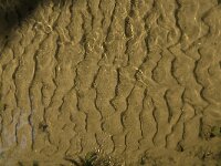 B, Limburg, Maaseik, Jagersborg 12, Saxifraga-Jan van der Straaten