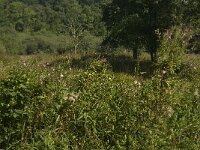 B, Limburg, Maaseik, Toesch 16, Saxifraga-Jan van der Straaten