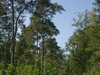 B, Limburg, Maaseik, Toesch 20, Saxifraga-Jan van der Straaten