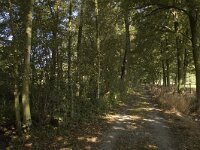 B, Limburg, Maaseik, Toesch 28, Saxifraga-Jan van der Straaten