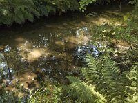 B, Limburg, Maaseik, Zanderbeek 8, Saxifraga-Jan van der Straaten