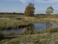 B, Limburg, Neerpelt, Hageven 22, Saxifraga-Marijke Verhagen