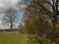 B, Limburg, Peer, Eikelbos 2, Saxifraga-Jan van der Straaten