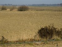 B, Limburg, Peer, Linde, Dommel-oorsprong 4, Saxifraga-Jan van der Straaten