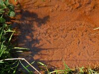 B, Limburg, Peer, Neerhoksent 15, Saxifraga-Jan van der Straaten