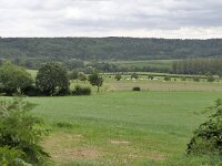 B, Limburg, Voeren, Graef bij Remersdaal 7, Saxifraga-Tom Heijnen