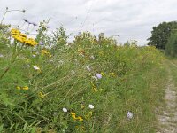 B, Limburg, Voeren, Mostert 3, Saxifraga-Tom Heijnen