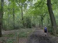 B, Limburg, Voeren, Veursbos 1, Saxifraga-Tom Heijnen