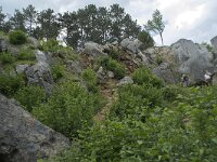 B, Namur, Viroinval, Fondry des Chiens 21, Saxifraga-Willem van Kruijsbergen